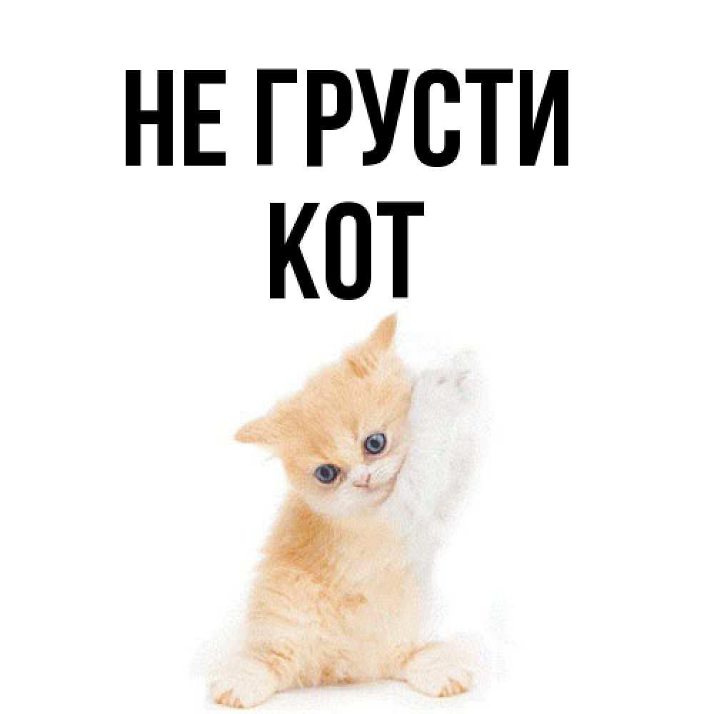 Открытка на каждый день с именем, Кот Не грусти просящий кот Прикольная открытка с пожеланием онлайн скачать бесплатно 