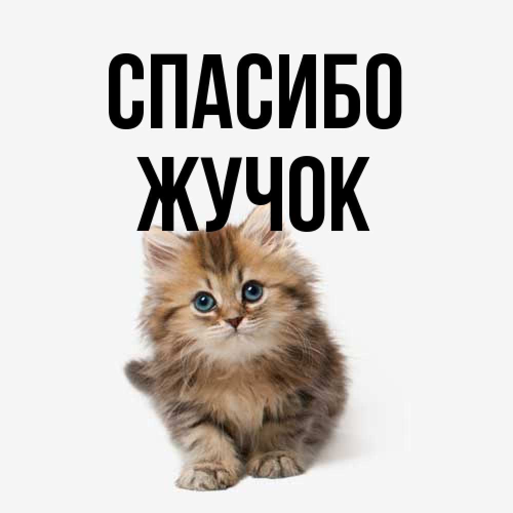 Открытка на каждый день с именем, жучок Спасибо пушистый котик Прикольная открытка с пожеланием онлайн скачать бесплатно 