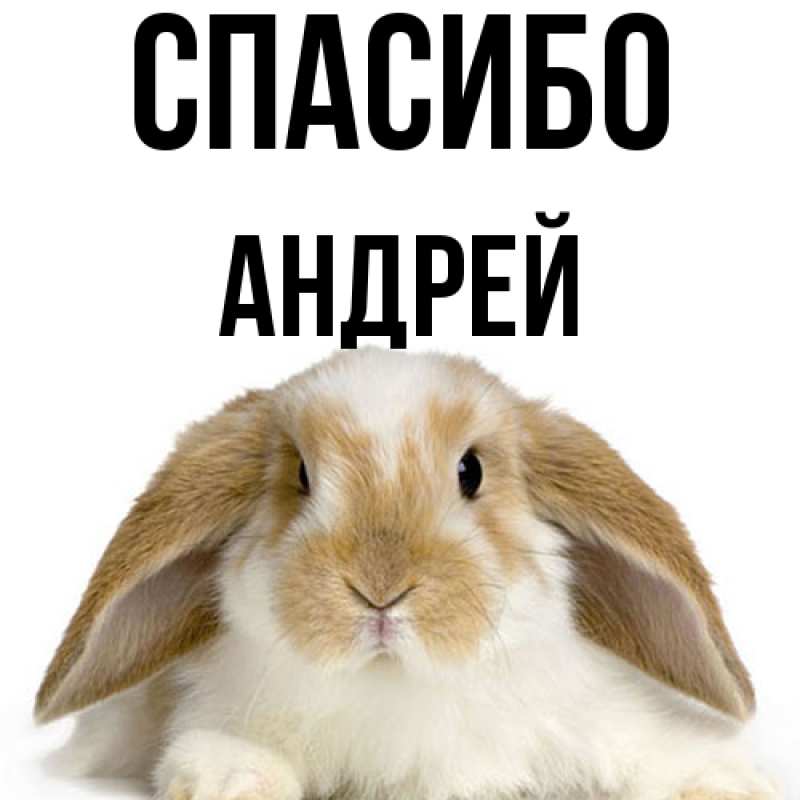 Картинка Спасибо, Андрей