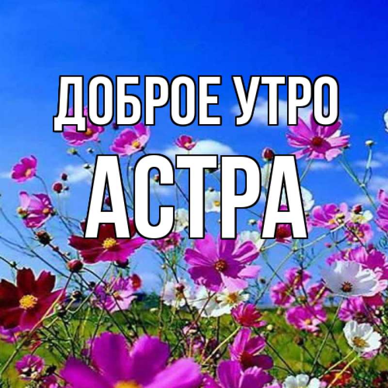 Картинка Доброе утро, Астра