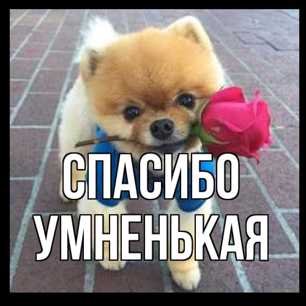 Открытка на каждый день с именем, Умненькая Спасибо спасибо и дарю тебе цветок Прикольная открытка с пожеланием онлайн скачать бесплатно 