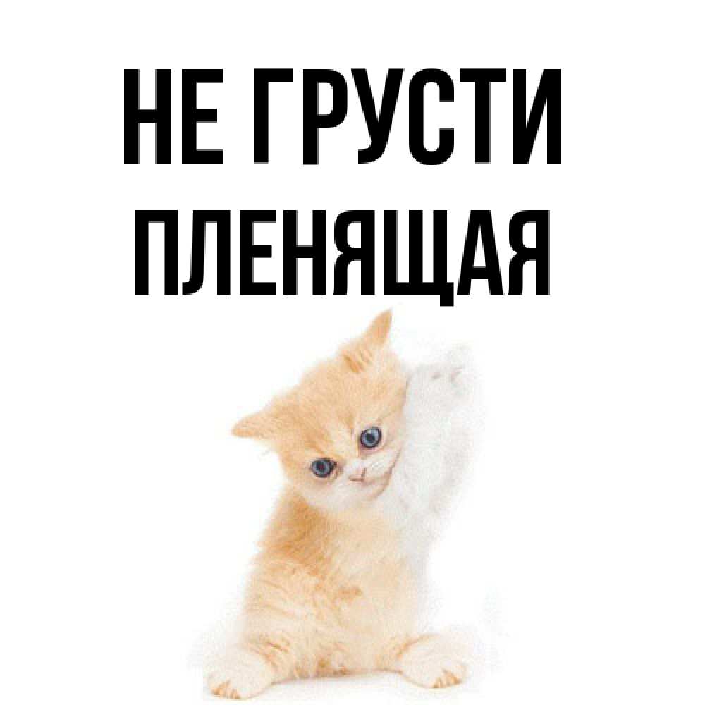 Открытка на каждый день с именем, пленящая Не грусти просящий кот Прикольная открытка с пожеланием онлайн скачать бесплатно 