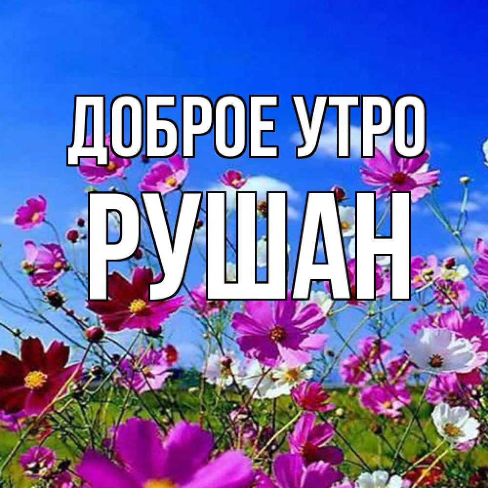 Открытка на каждый день с именем, Рушан Доброе утро сиреневые цветы Прикольная открытка с пожеланием онлайн скачать бесплатно 