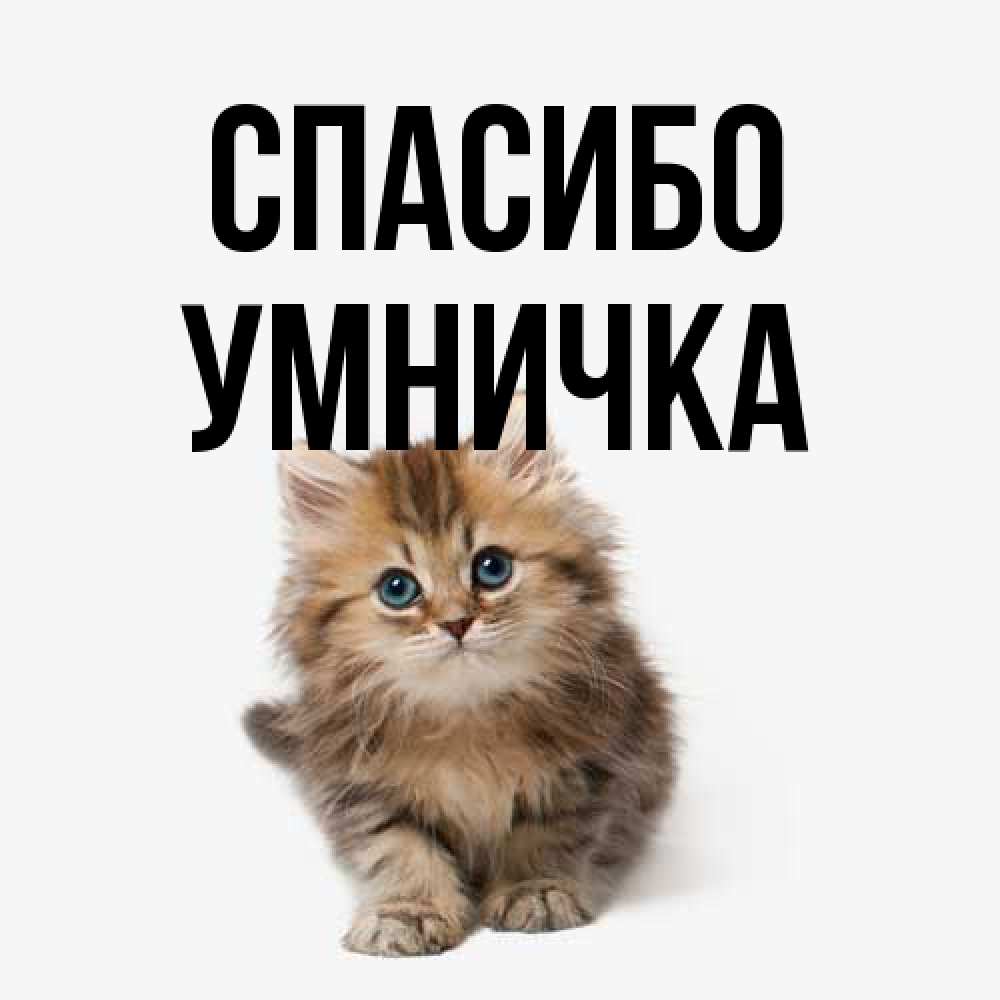 Открытка на каждый день с именем, Умничка Спасибо пушистый котик Прикольная открытка с пожеланием онлайн скачать бесплатно 