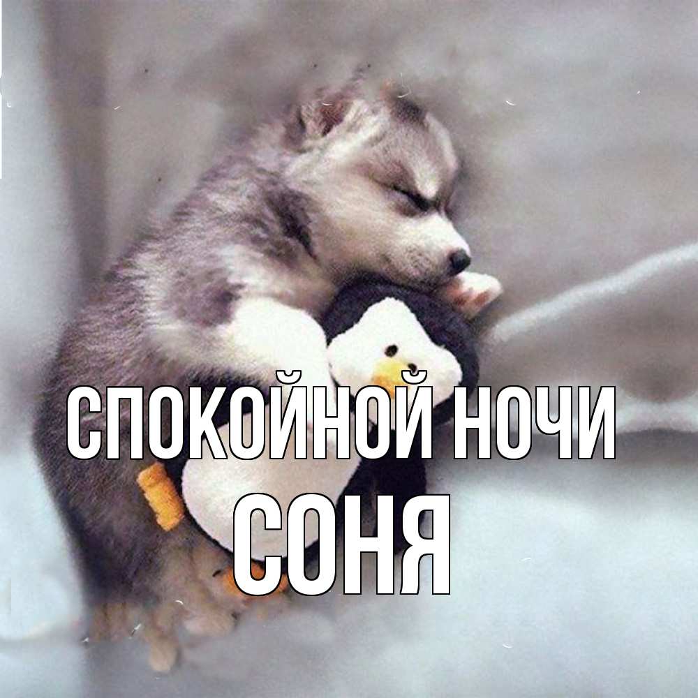 Открытка на каждый день с именем, Соня Спокойной ночи обнимашки щенка и пингвина Прикольная открытка с пожеланием онлайн скачать бесплатно 