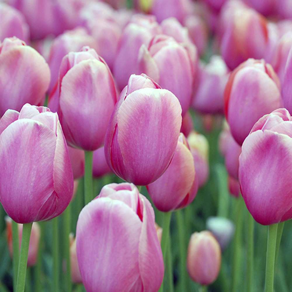 Открытка на каждый день с именем, ангелина C 8 МАРТА на международный женский день 3 Прикольная открытка с пожеланием онлайн скачать бесплатно 