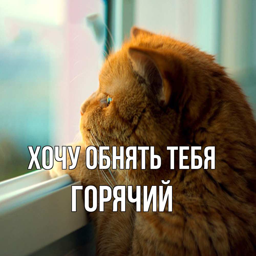 Открытка на каждый день с именем, Горячий Хочу обнять тебя большой огромный рыжий котяра Прикольная открытка с пожеланием онлайн скачать бесплатно 