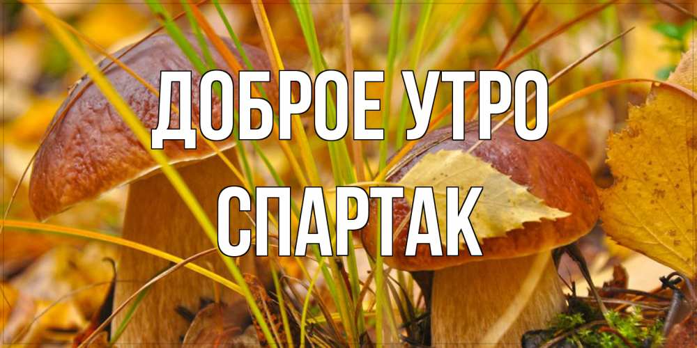 Открытка на каждый день с именем, Спартак Доброе утро осенние грибы Прикольная открытка с пожеланием онлайн скачать бесплатно 