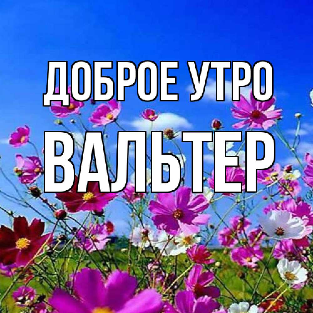 Открытка на каждый день с именем, Вальтер Доброе утро сиреневые цветы Прикольная открытка с пожеланием онлайн скачать бесплатно 