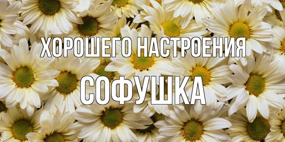 Открытка на каждый день с именем, Софушка Хорошего настроения крупные ромашки Прикольная открытка с пожеланием онлайн скачать бесплатно 