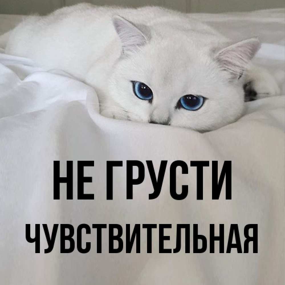 Открытка на каждый день с именем, Чувствительная Не грусти Голубоглазая кошка Прикольная открытка с пожеланием онлайн скачать бесплатно 