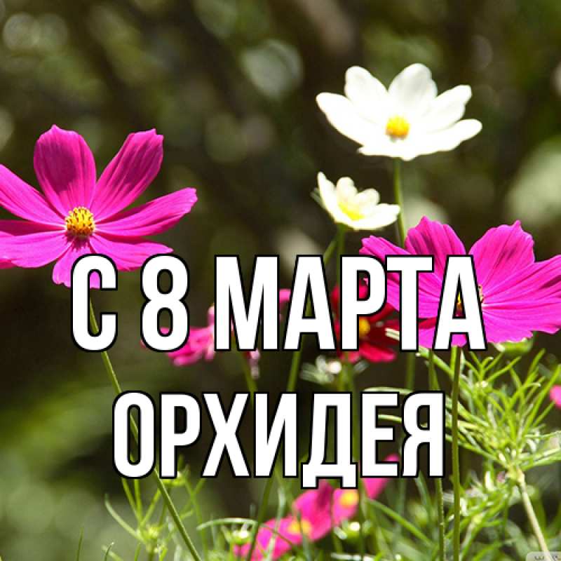 Картинка C 8 МАРТА, Орхидея