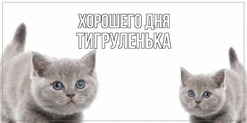 Картинка Хорошего дня, Тигpуленька