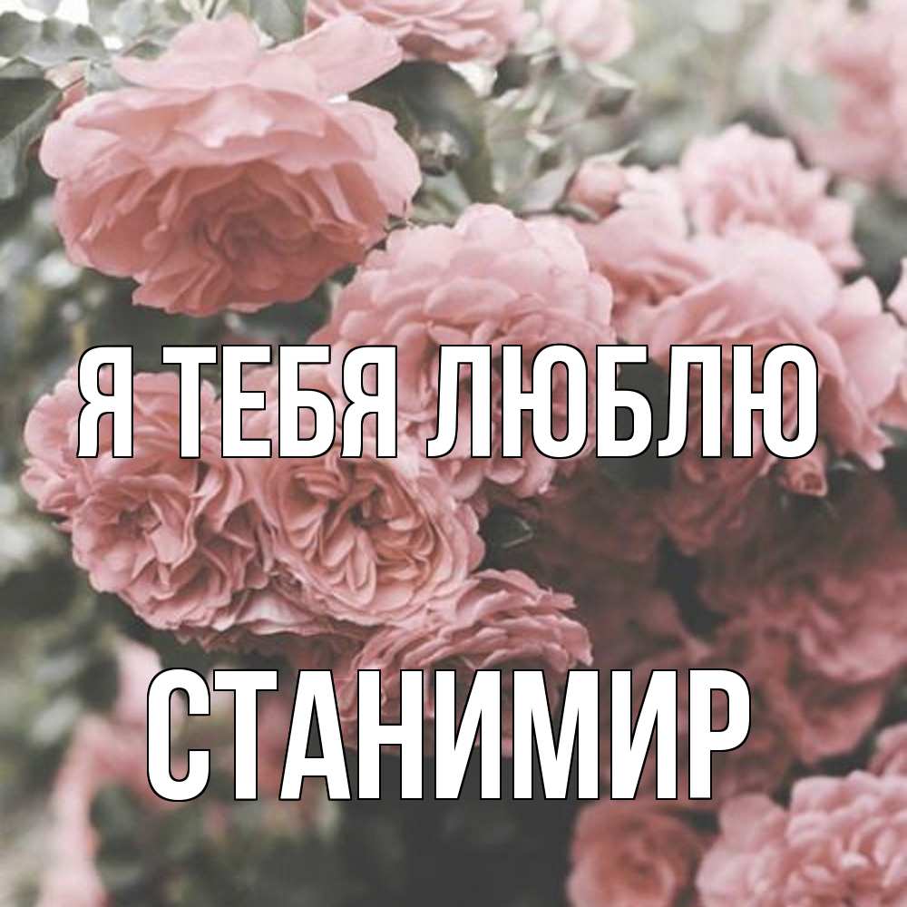 Открытка на каждый день с именем, Станимир Я тебя люблю розы 3 Прикольная открытка с пожеланием онлайн скачать бесплатно 