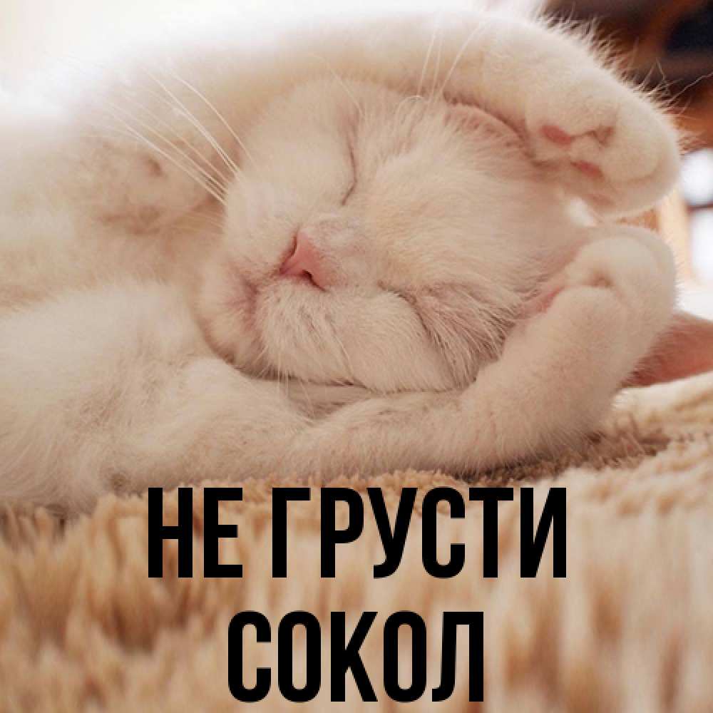 Открытка на каждый день с именем, Сокол Не грусти Котенок спит Прикольная открытка с пожеланием онлайн скачать бесплатно 