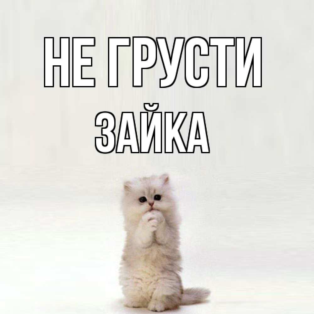 Открытка на каждый день с именем, Зайка Не грусти грустный кот Прикольная открытка с пожеланием онлайн скачать бесплатно 