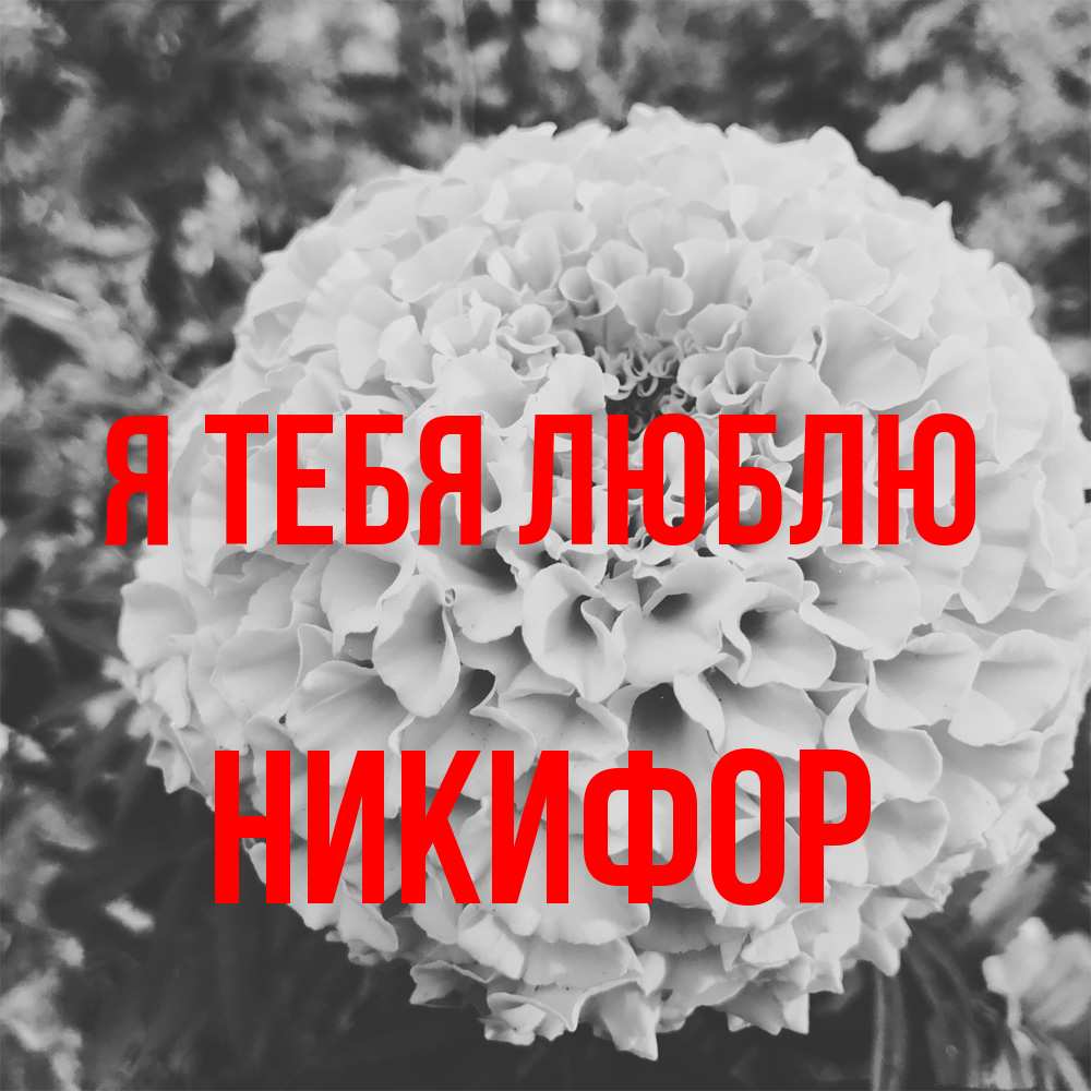 Открытка на каждый день с именем, Никифор Я тебя люблю подпись Прикольная открытка с пожеланием онлайн скачать бесплатно 