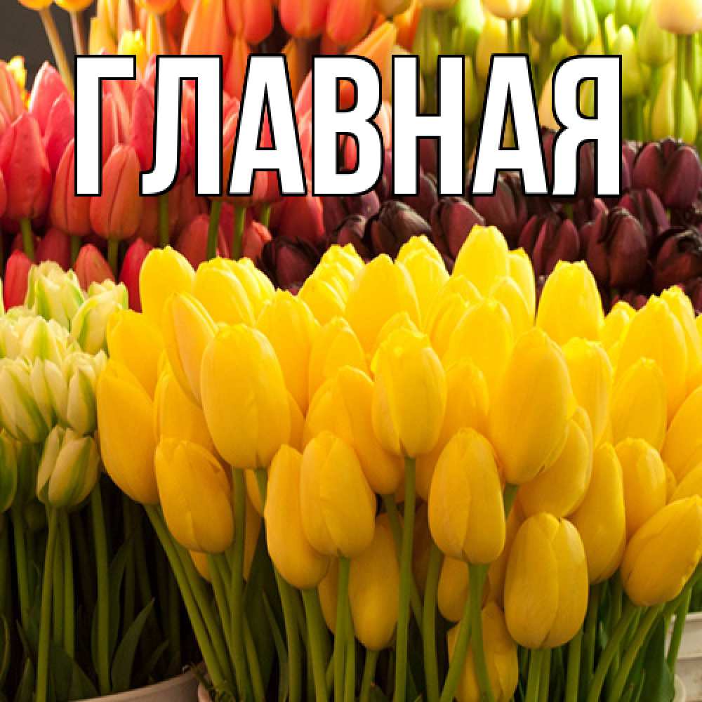 Открытка на каждый день с именем, настя Главная цветы Прикольная открытка с пожеланием онлайн скачать бесплатно 