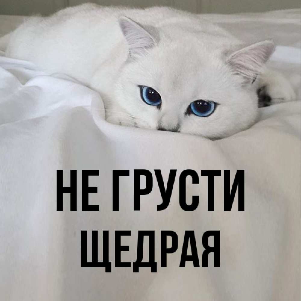 Открытка на каждый день с именем, Щедpая Не грусти Голубоглазая кошка Прикольная открытка с пожеланием онлайн скачать бесплатно 