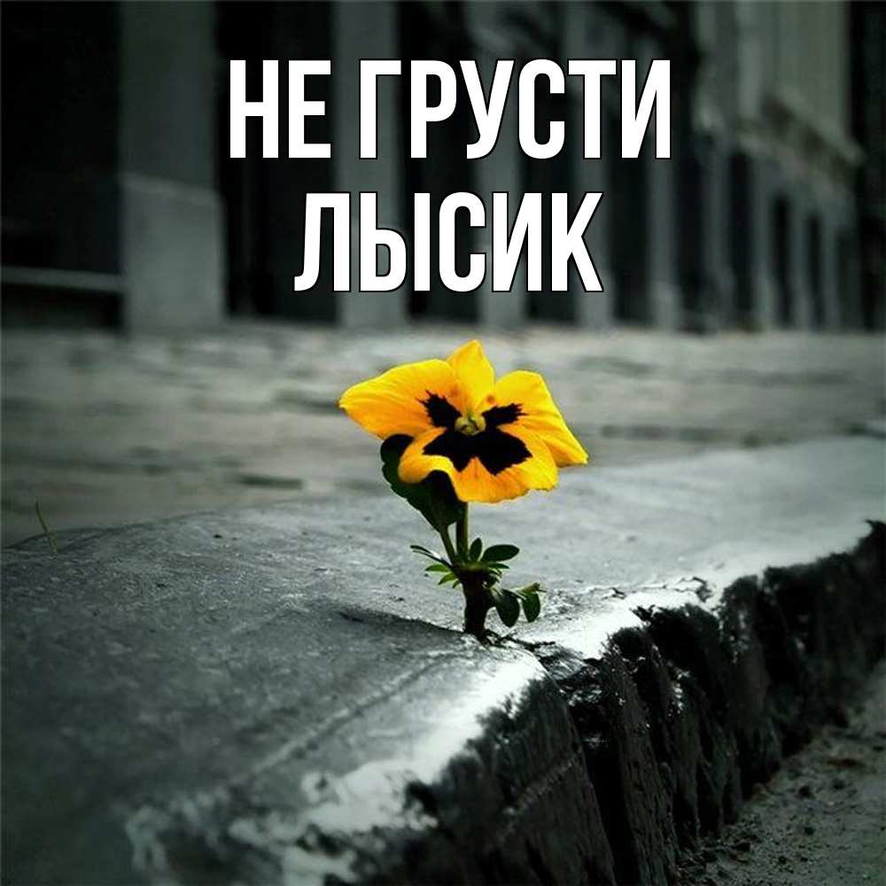 Открытка на каждый день с именем, Лысик Не грусти не сдавайся Прикольная открытка с пожеланием онлайн скачать бесплатно 