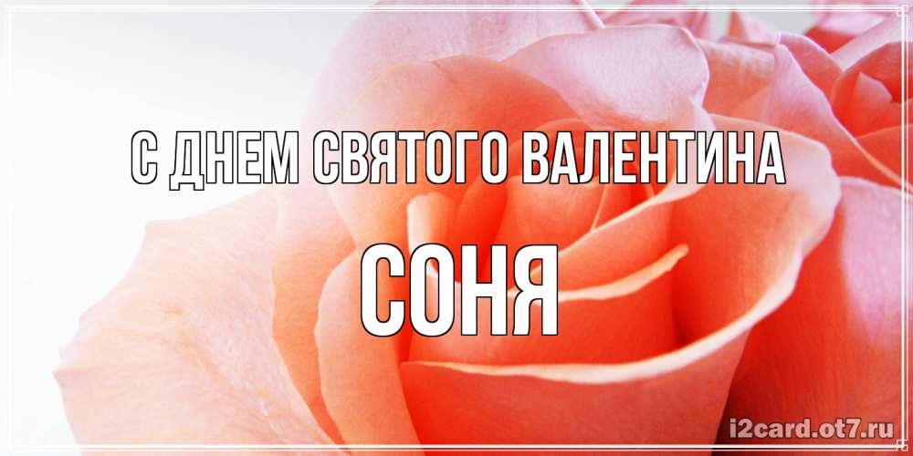 Открытка на каждый день с именем, Соня С днем Святого Валентина открытка на день Святого Валентина с розовой розой Прикольная открытка с пожеланием онлайн скачать бесплатно 