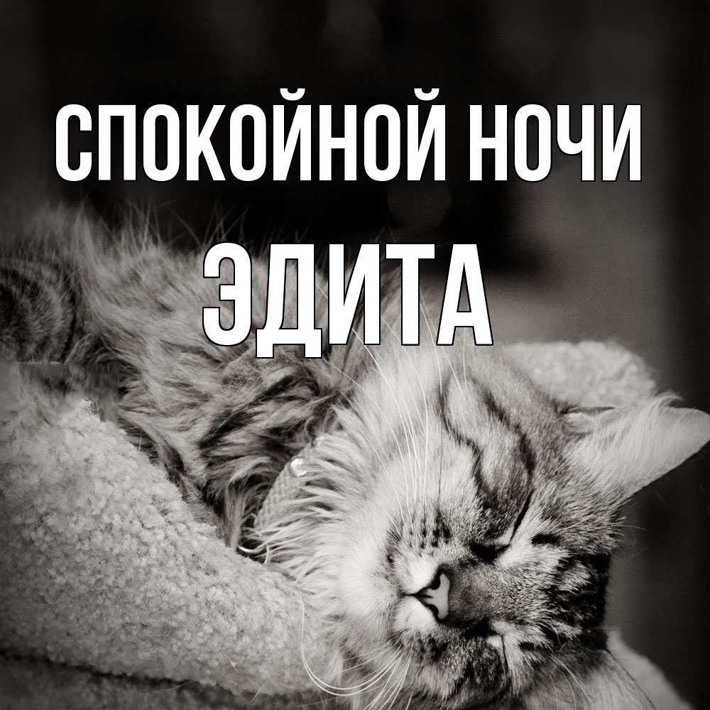Открытка на каждый день с именем, Эдита Спокойной ночи котярик пушистый Прикольная открытка с пожеланием онлайн скачать бесплатно 