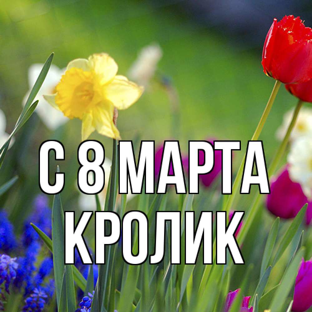 Открытка на каждый день с именем, кролик C 8 МАРТА международный женский день 3 Прикольная открытка с пожеланием онлайн скачать бесплатно 