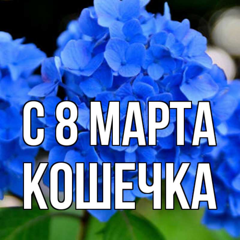 Картинка C 8 МАРТА, кошечка