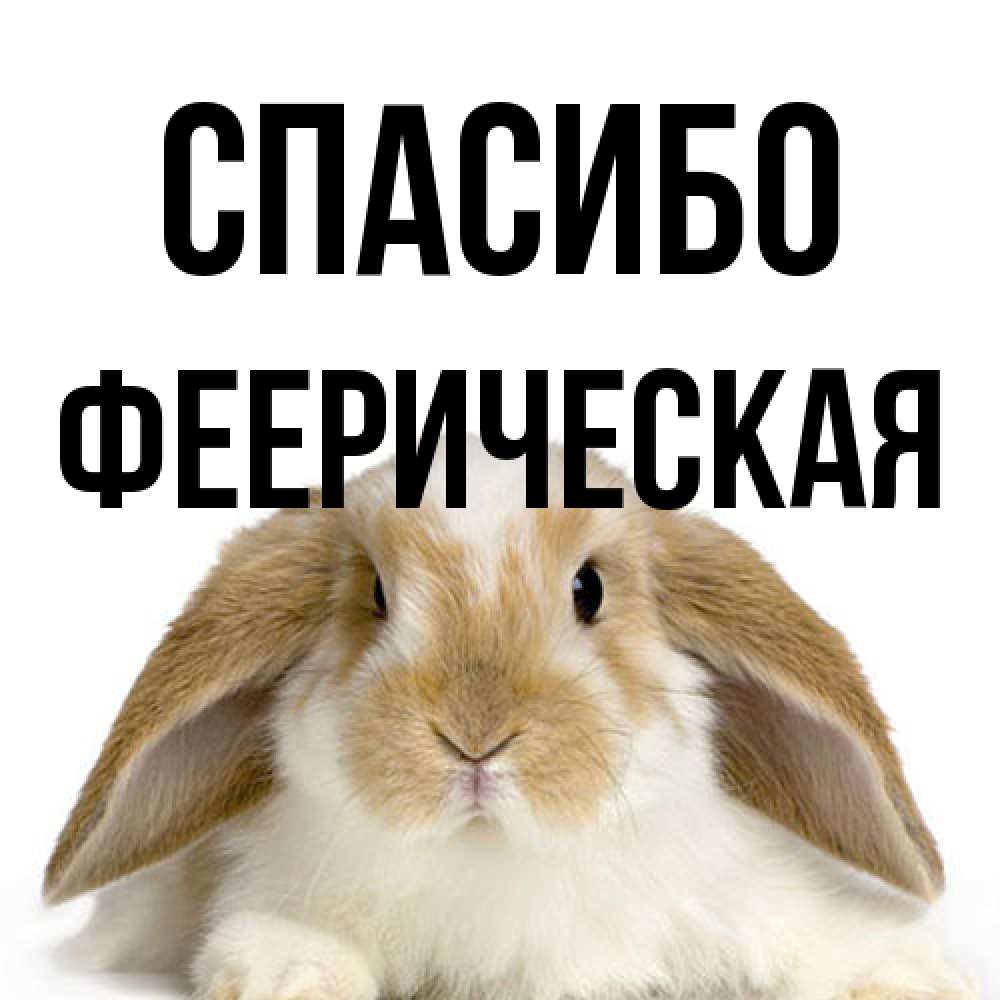 Открытка на каждый день с именем, феерическая Спасибо коричнево белый заяц Прикольная открытка с пожеланием онлайн скачать бесплатно 