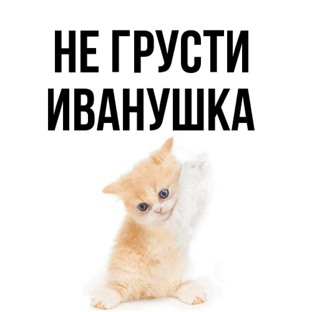 Открытка на каждый день с именем, Иванушка Не грусти просящий кот Прикольная открытка с пожеланием онлайн скачать бесплатно 