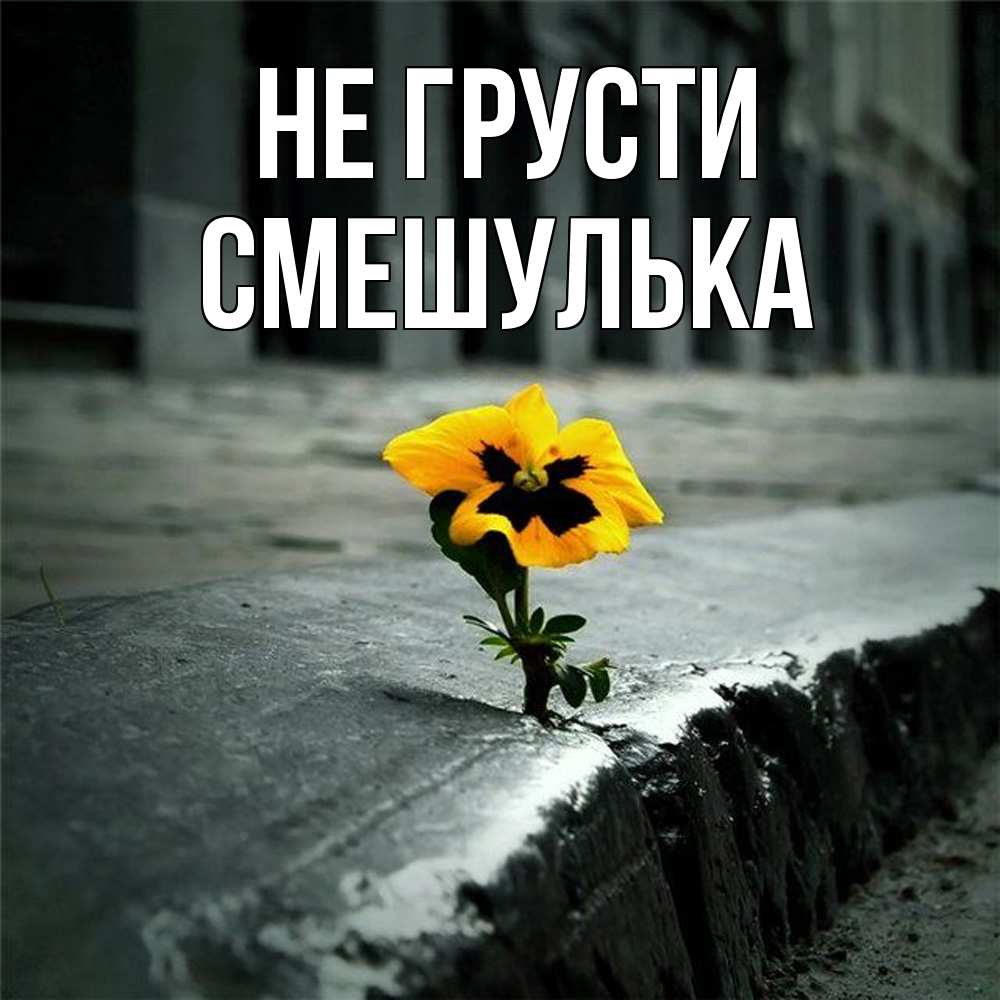 Открытка на каждый день с именем, Смешулька Не грусти не сдавайся Прикольная открытка с пожеланием онлайн скачать бесплатно 