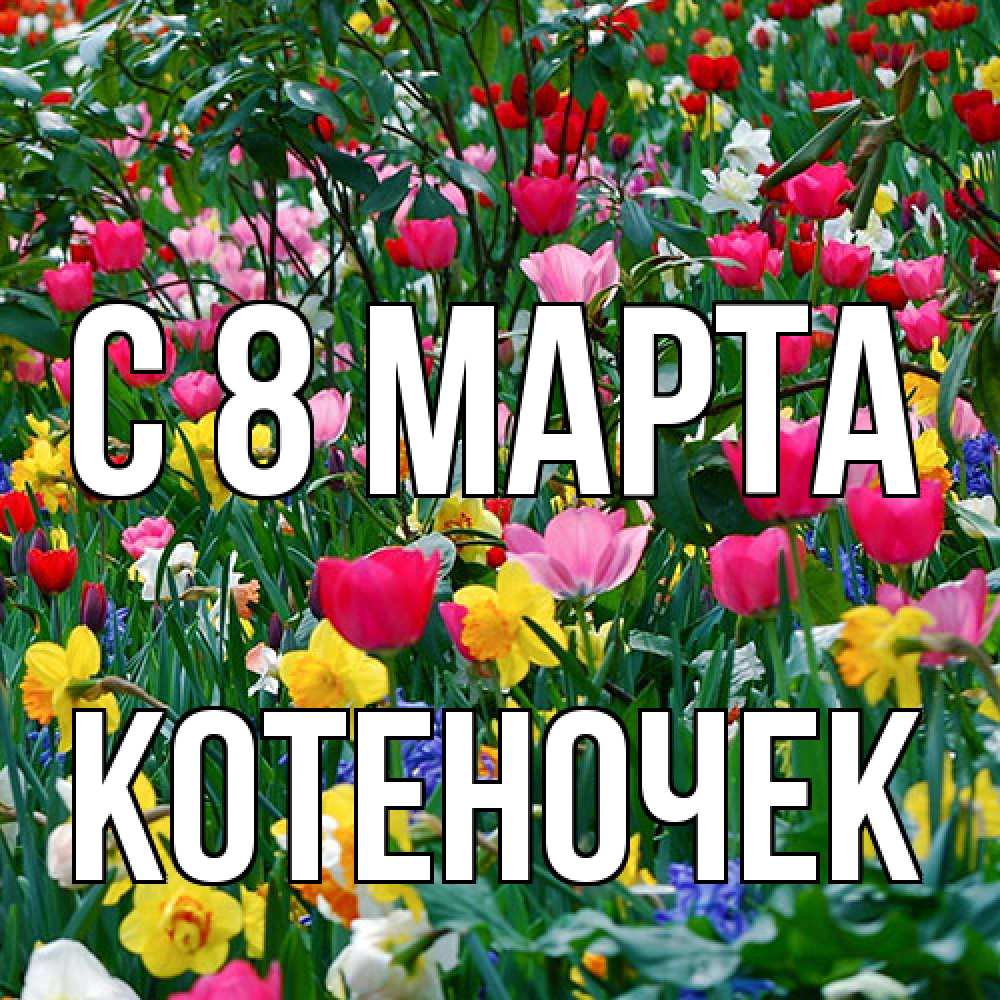 Открытка на каждый день с именем, Котеночек C 8 МАРТА с международным женским днем поздравления для женщины Прикольная открытка с пожеланием онлайн скачать бесплатно 