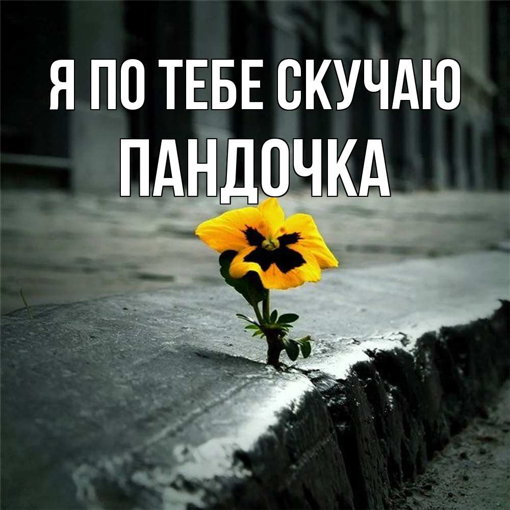 Открытка на каждый день с именем, пандочка Я по тебе скучаю надеюсь будет лучше Прикольная открытка с пожеланием онлайн скачать бесплатно 