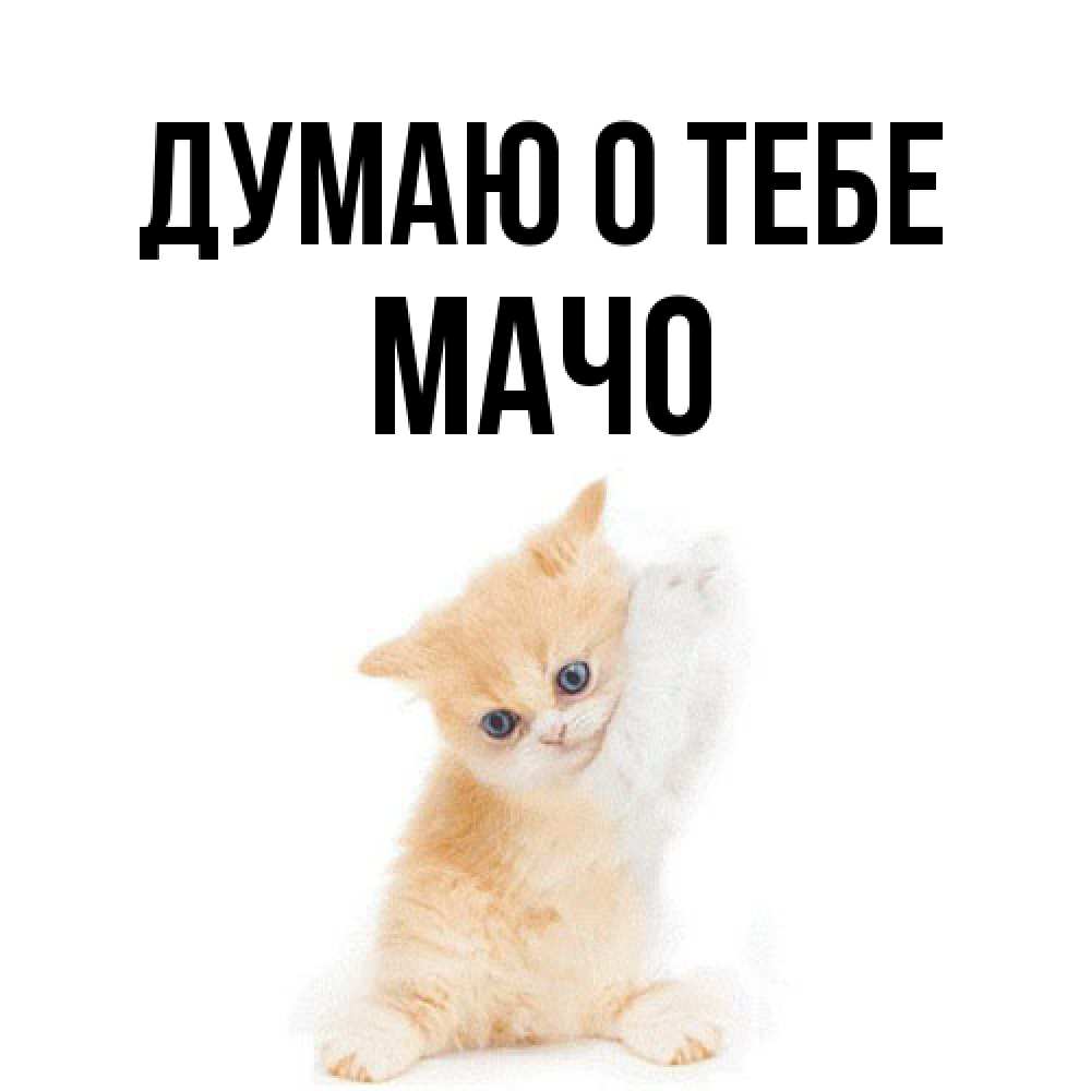 Открытка на каждый день с именем, Мачо Думаю о тебе зверушки и милота Прикольная открытка с пожеланием онлайн скачать бесплатно 