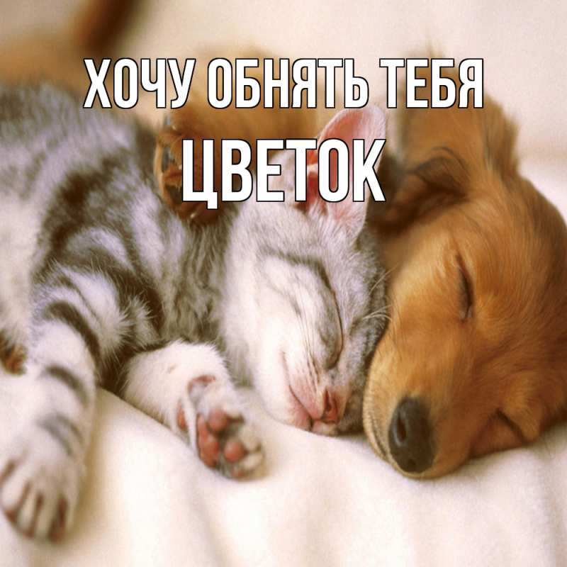 Картинка Хочу обнять тебя, Цветок