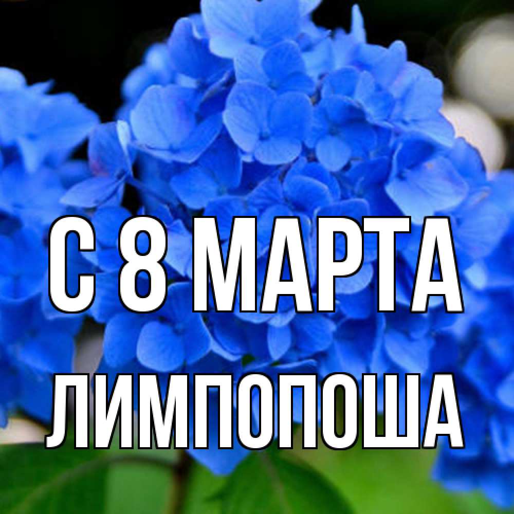 Открытка на каждый день с именем, лимпопоша C 8 МАРТА синие цветы Прикольная открытка с пожеланием онлайн скачать бесплатно 