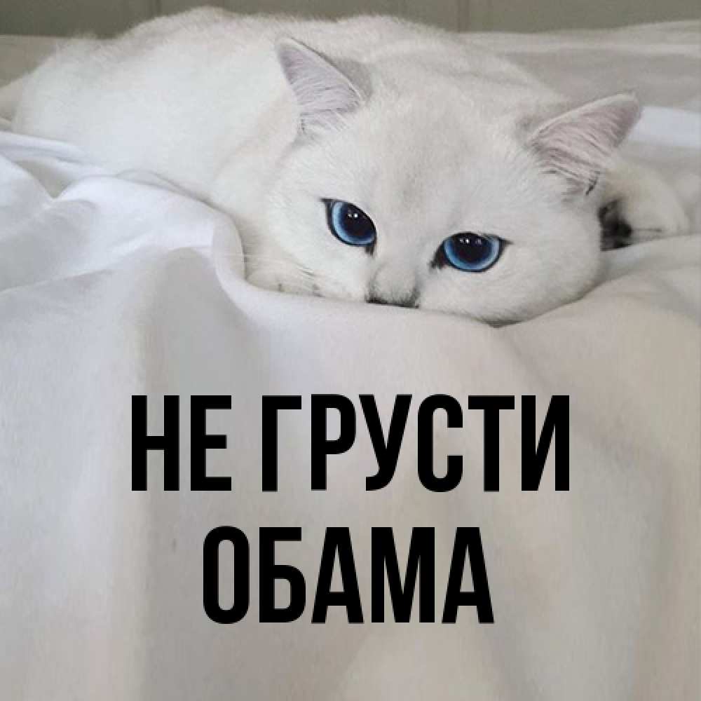 Открытка на каждый день с именем, Обама Не грусти Голубоглазая кошка Прикольная открытка с пожеланием онлайн скачать бесплатно 