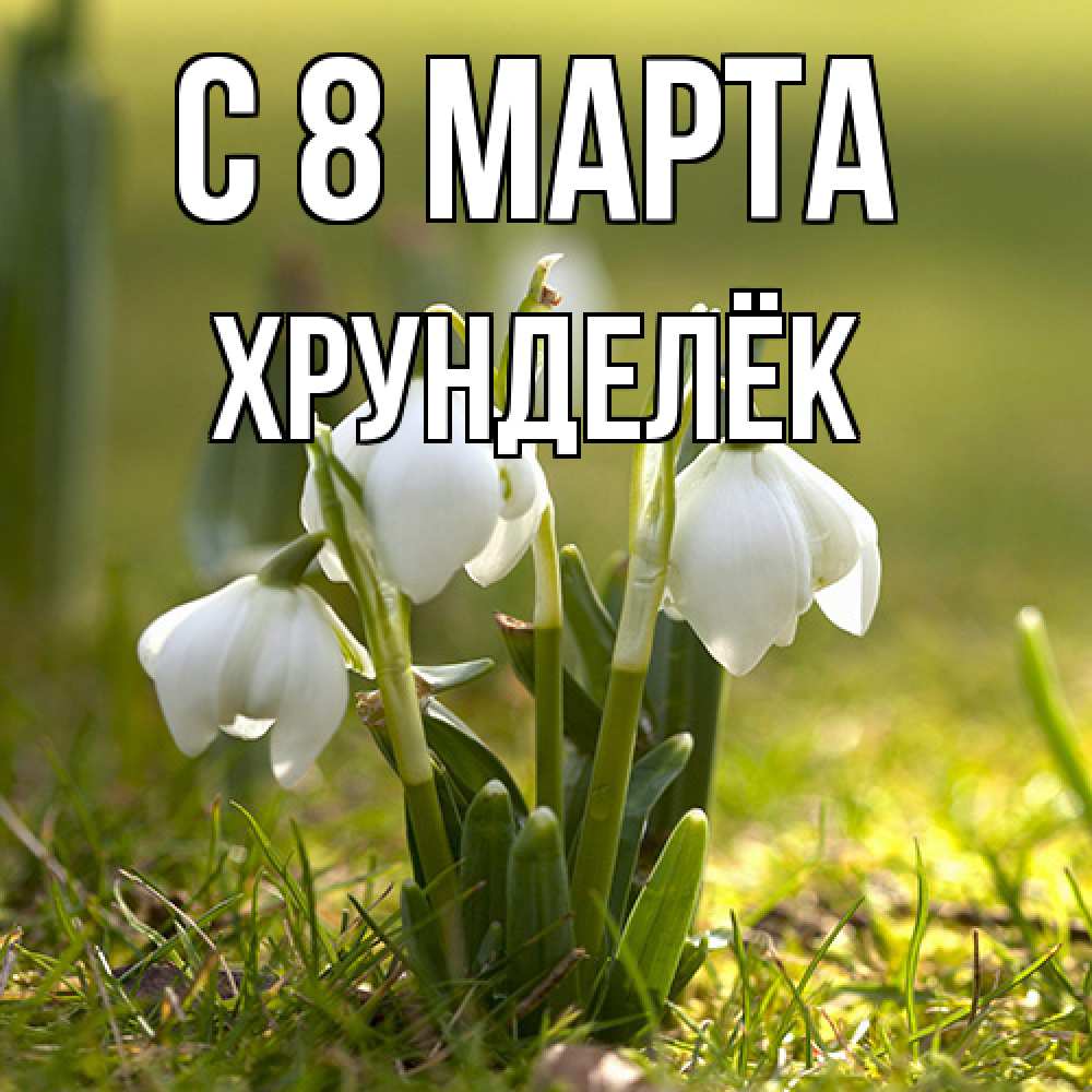Открытка на каждый день с именем, Хрунделёк C 8 МАРТА ранние цветы 2 Прикольная открытка с пожеланием онлайн скачать бесплатно 