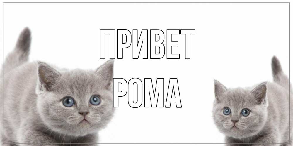 Открытка на каждый день с именем, Рома Привет коты Прикольная открытка с пожеланием онлайн скачать бесплатно 