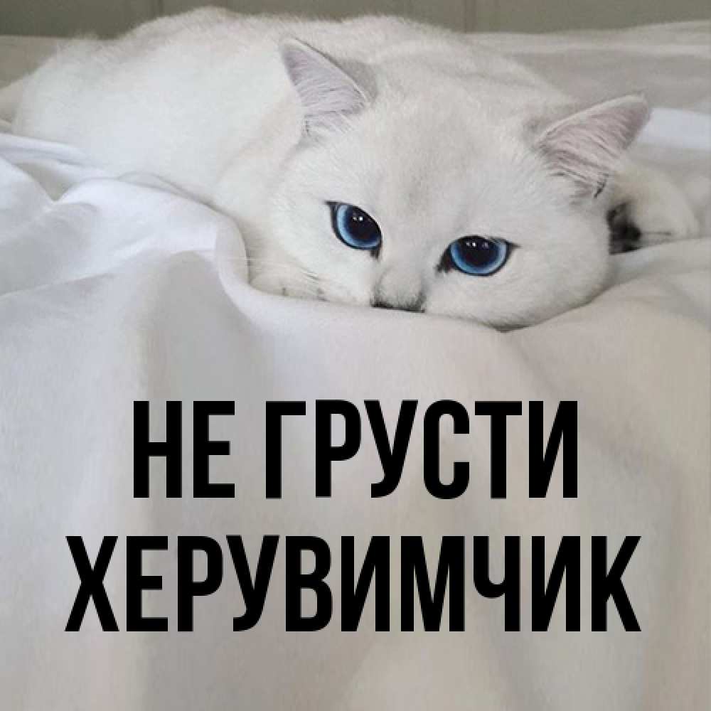 Открытка на каждый день с именем, Хеpувимчик Не грусти Голубоглазая кошка Прикольная открытка с пожеланием онлайн скачать бесплатно 