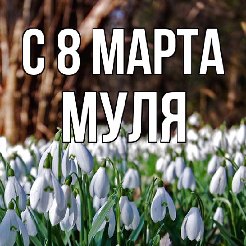 Картинка C 8 МАРТА, Муля