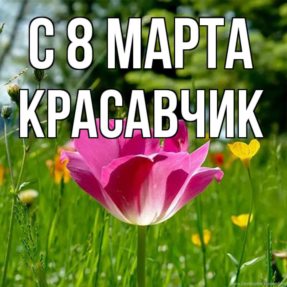 Открытка на каждый день с именем, Красавчик C 8 МАРТА полевые цветы Прикольная открытка с пожеланием онлайн скачать бесплатно 