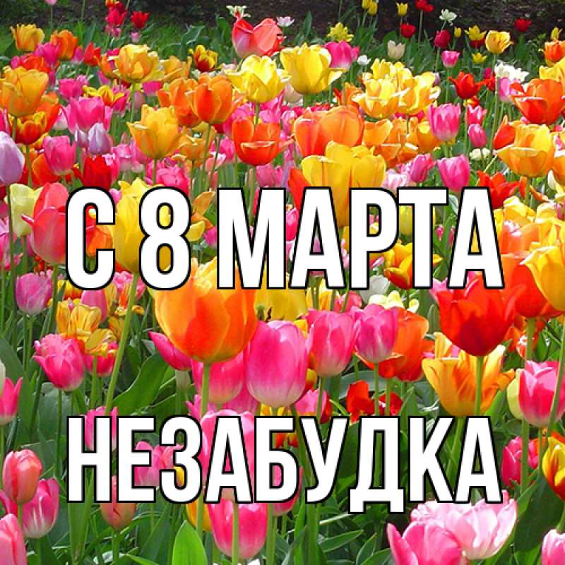 Картинка C 8 МАРТА, Незабудка
