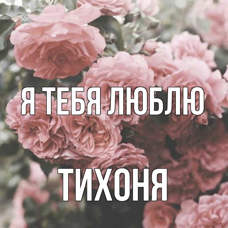 Картинка Я тебя люблю, Тихоня