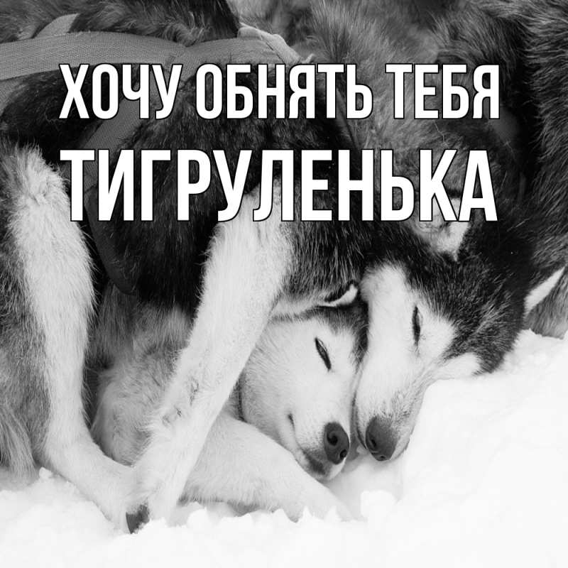 Картинка Хочу обнять тебя, Тигpуленька