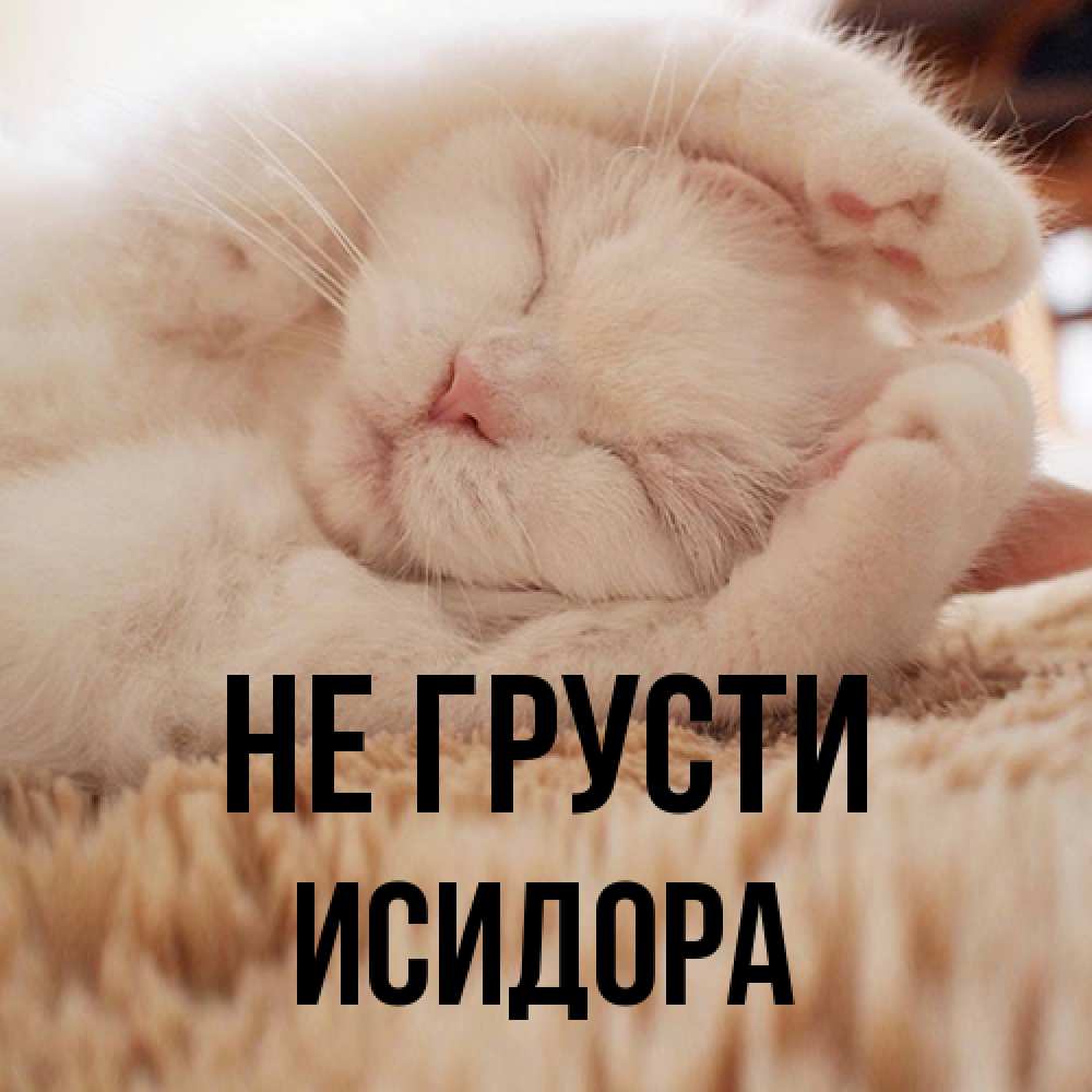 Открытка на каждый день с именем, Исидора Не грусти Котенок спит Прикольная открытка с пожеланием онлайн скачать бесплатно 