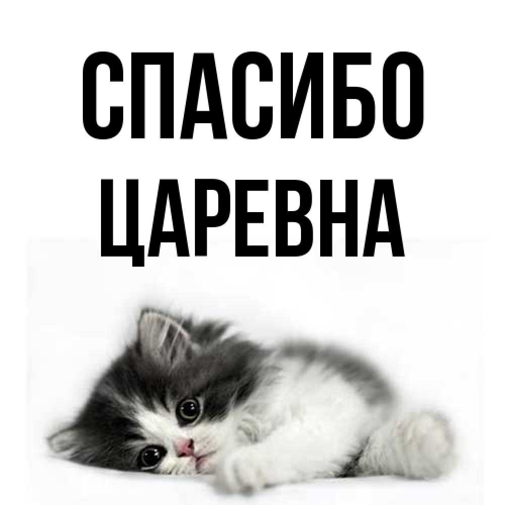 Открытка на каждый день с именем, царевна Спасибо черный и белый кот Прикольная открытка с пожеланием онлайн скачать бесплатно 