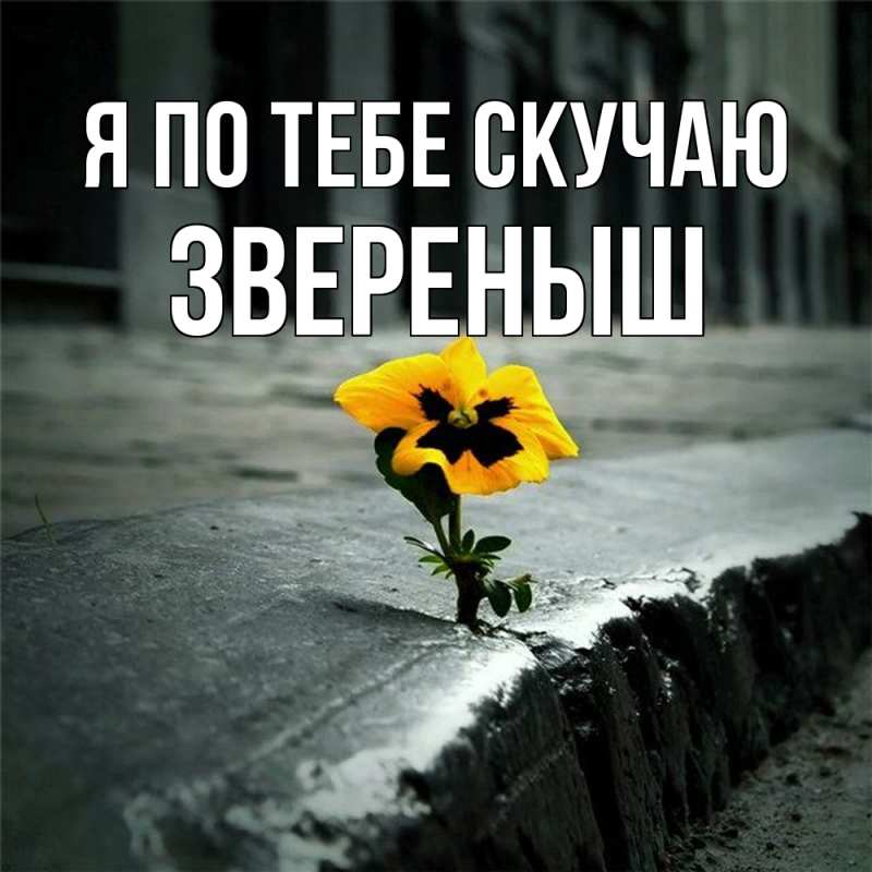 Картинка Я по тебе скучаю, звеpеныш