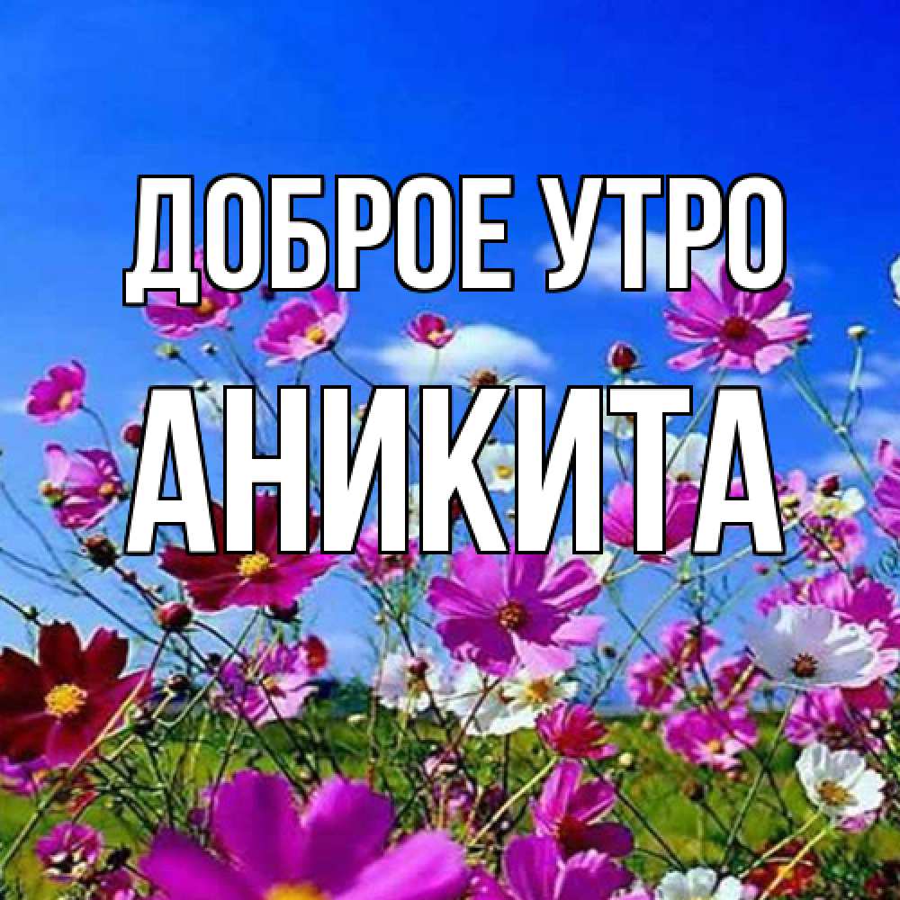 Открытка на каждый день с именем, Аникита Доброе утро сиреневые цветы Прикольная открытка с пожеланием онлайн скачать бесплатно 
