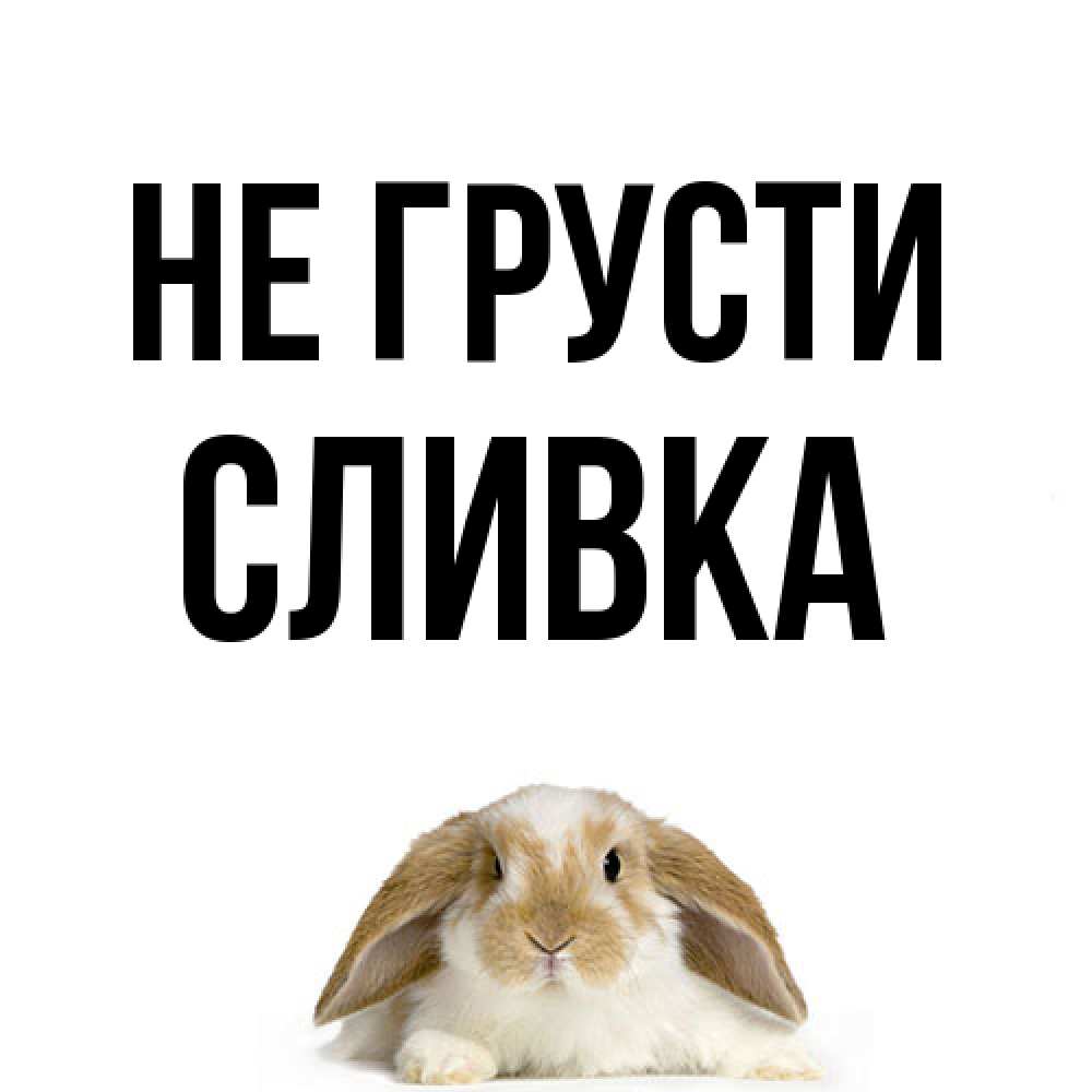 Открытка на каждый день с именем, Сливка Не грусти коричнево белый заяц с большими ушками Прикольная открытка с пожеланием онлайн скачать бесплатно 